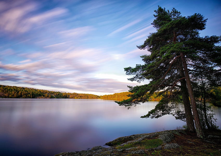 Природа, езеро, дърво, дърво, Швеция HD тапет