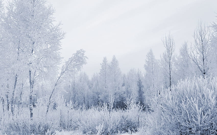 Natur, Winter, Wald, Frost, Raureif, graues Haar HD-Hintergrundbild