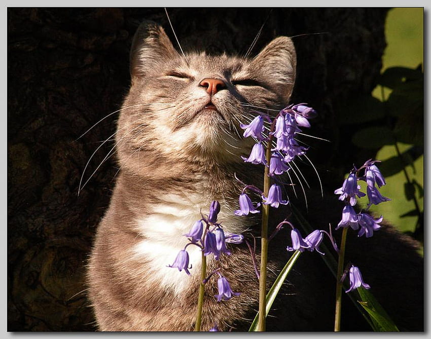 Smells Good, animal, flower, cats, cat, flowers HD wallpaper
