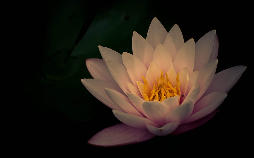 Lotus, beautiful, nature, flower HD wallpaper