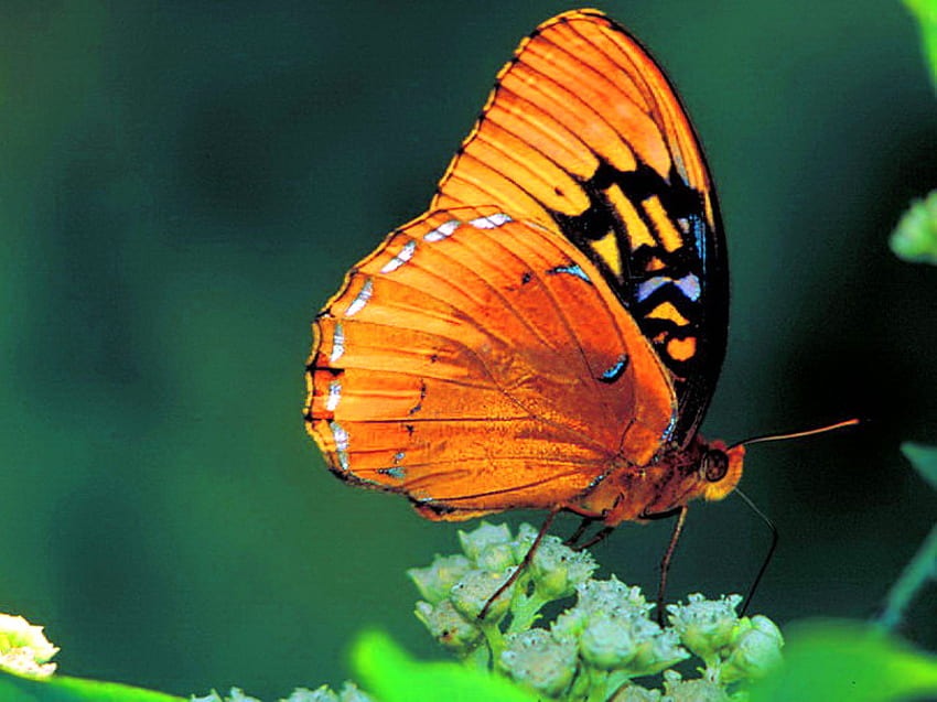 Frühlingstanz, weiß, schwarz, Blätter, Schmetterling, orange HD-Hintergrundbild
