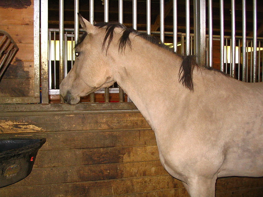 Buckskin mare looking out stall window from inside, Buckskin Horse HD