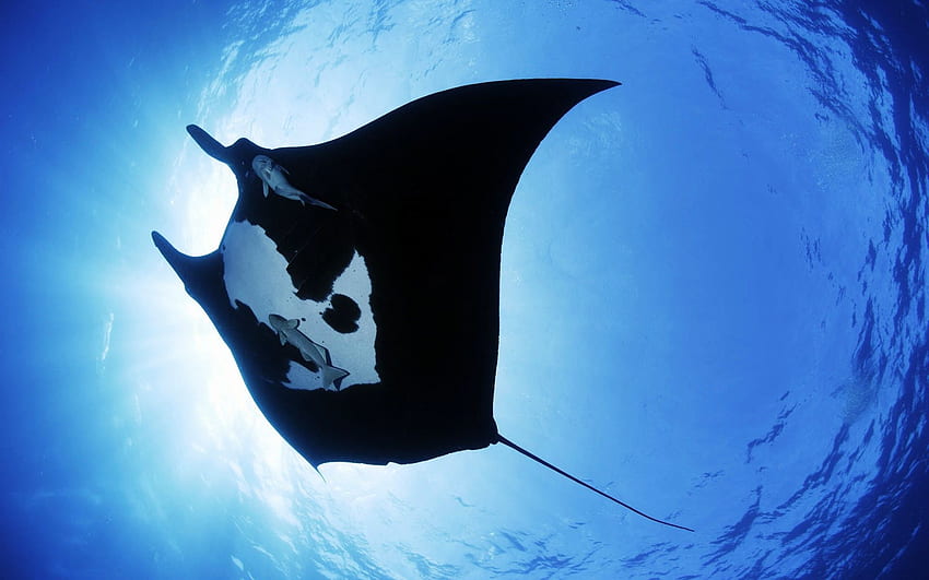 Manta ray HD wallpapers  Pxfuel