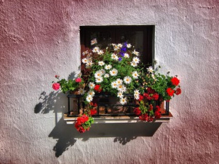 balcon de flores, flores, balcón fondo de pantalla