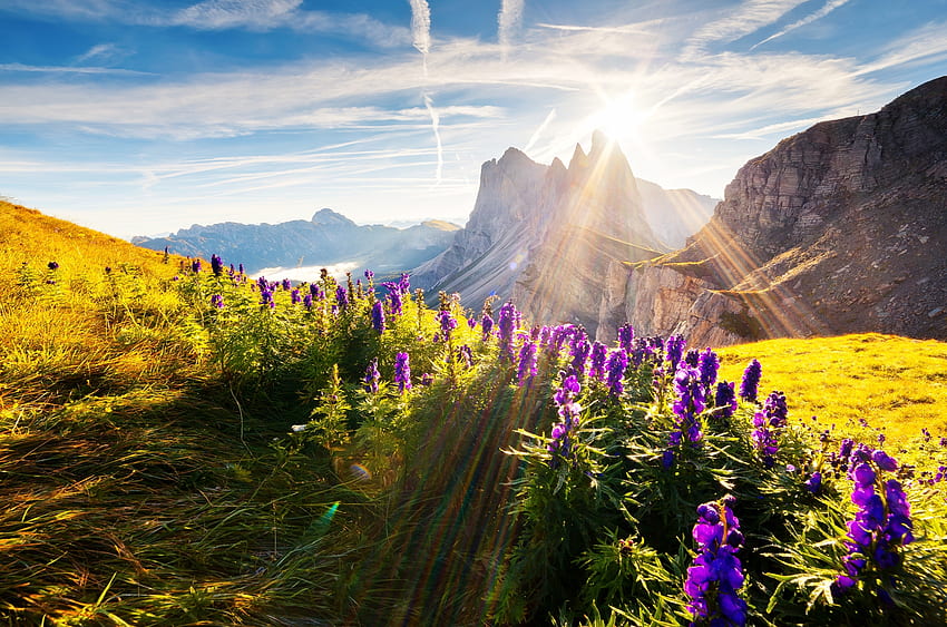 Val Gardena, Tirol del Sur, Italia, flores, paisaje, nubes, cielo, flores, sol fondo de pantalla