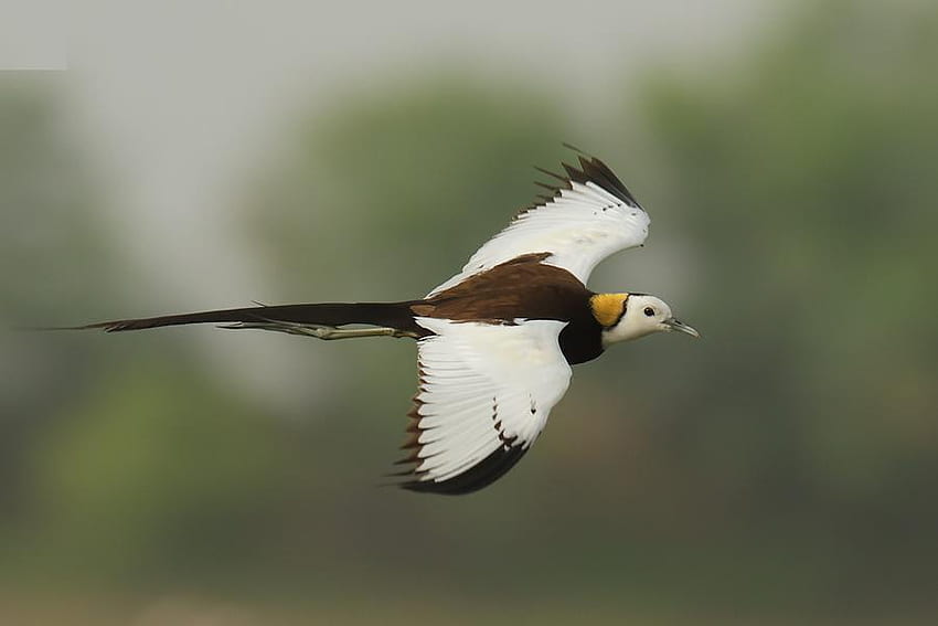 Pheasant-tailed Jacana, jacana, pheasant-tailed, bird, beautiful, flying HD wallpaper