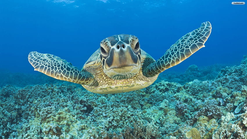 Sea Turtle, Black Turtle HD wallpaper | Pxfuel