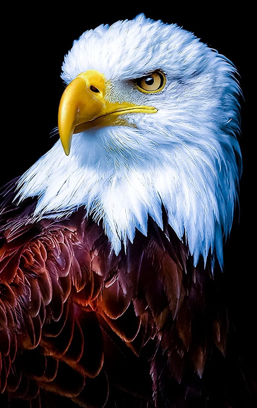 500 4k Eagle Wallpapers  Background Beautiful Best Available For Download 4k  Eagle Images Free On Zicxacomphotos  Zicxa Photos