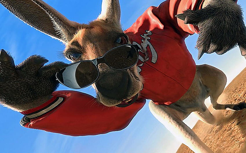 Känguru mit Sonnenbrille. Känguru, Känguruheber, Haustiervögel, lustiges Känguru HD-Hintergrundbild