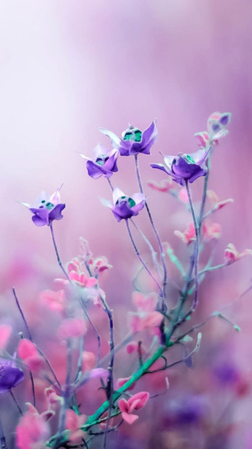 Download Purple Flower Iphone Wallpaper  Wallpaperscom