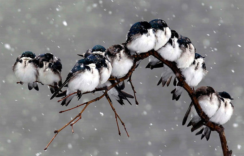 Beautiful Birds In Rain HD wallpaper