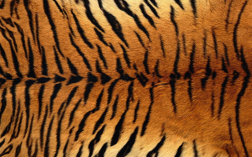 tiger print in 2019. Tiger skin, Tiger, Tiger Pattern HD wallpaper