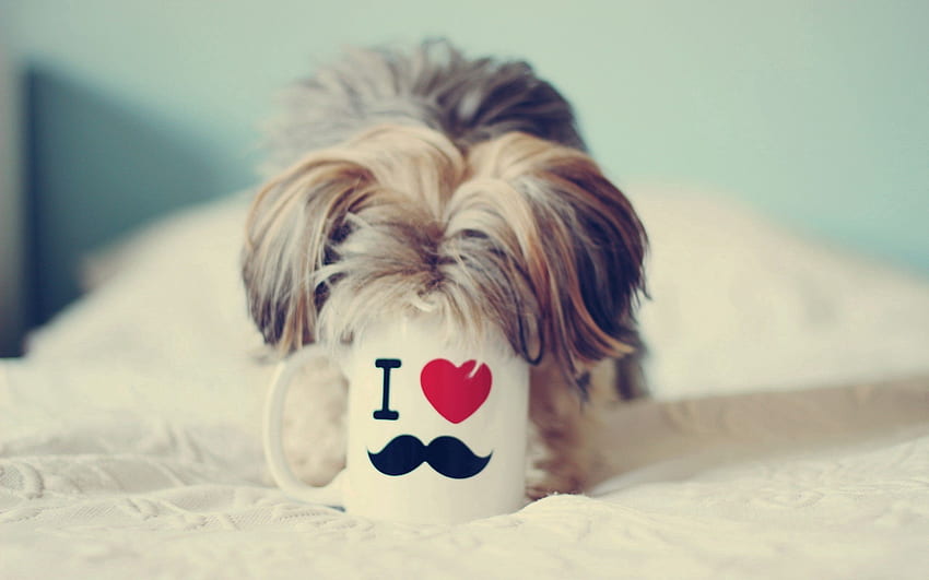 Animals, Dog, Muzzle, Cup, Yorkshire Terrier, Curiosity HD wallpaper