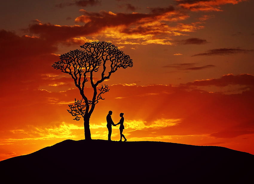 coucher soleil, amour, bois, couple, paire, arbre, silhouettes Fond d'écran HD