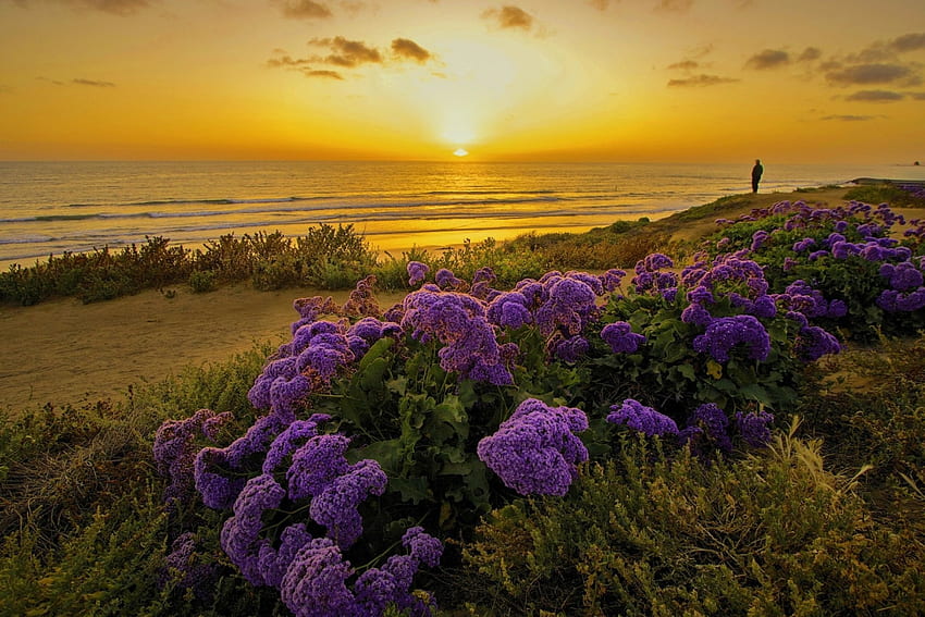 Fiori costieri al tramonto, mare, dune, costa, bella, spiaggia, viola, onde, giallo, fiori, cielo, California, tramonto Sfondo HD