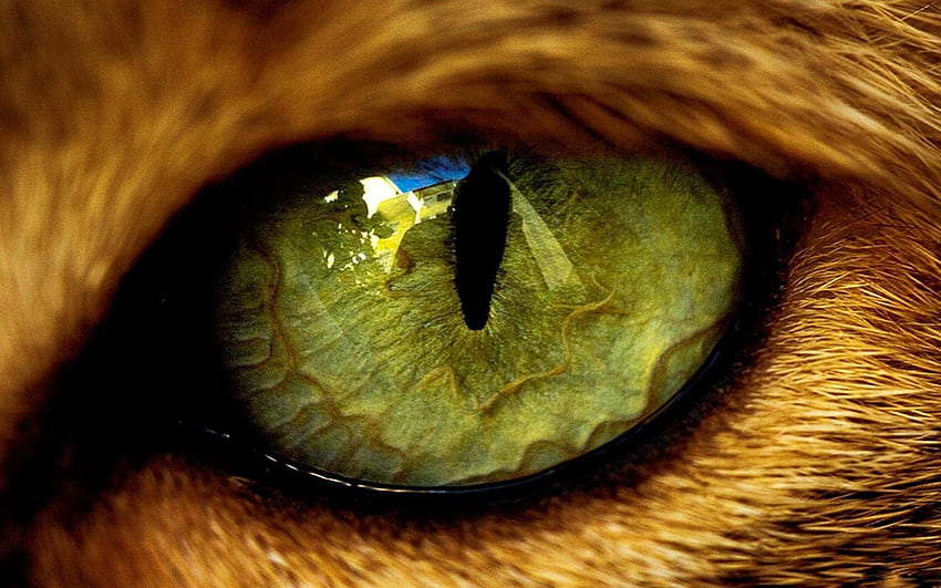 Животински очи отблизо. Тигрово око . Лъвски очи, очи HD тапет