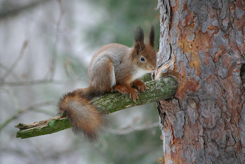 Tiere, Eichhörnchen, Wald, Ast, Rinde HD-Hintergrundbild