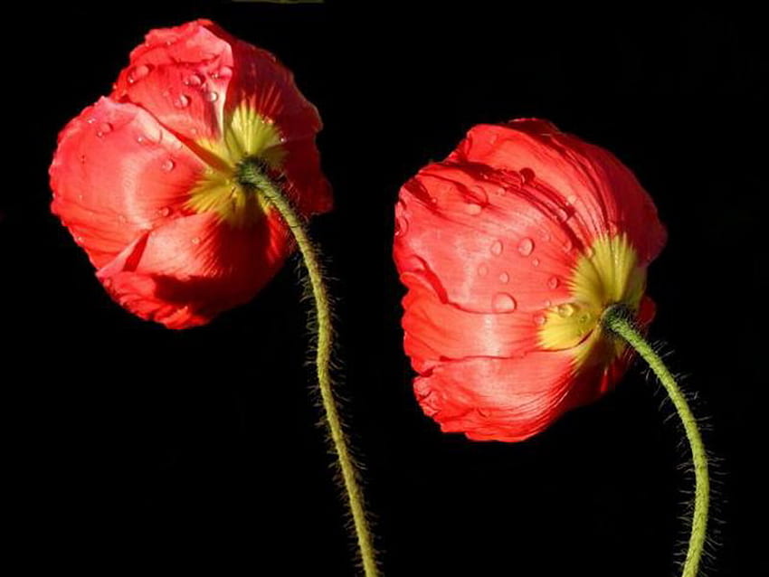 poppy, basah, bunga, merah, bersama Wallpaper HD