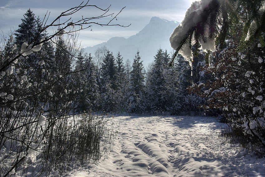 Winter, Natur, Bäume, Schnee, Wald HD-Hintergrundbild