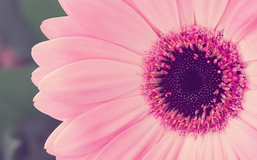 : Pink flower - Beauty, Color, Flora - - Jooinn, Dark Pink Flower HD wallpaper