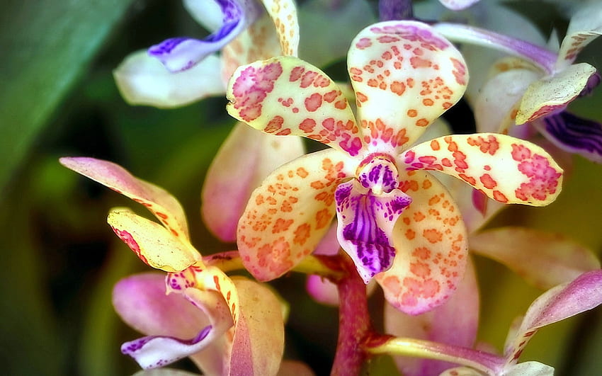 *Lovely Orchids*, 甘い, グラフィック, 色, 美しい, 素敵な静物, 素敵な花, 季節, 春, 創造的な既製, 静物, 愛の四季, ピンク, カップル, 自然, 花, 蘭 高画質の壁紙