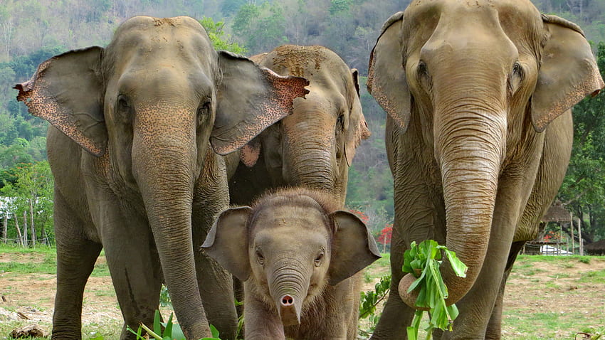 Bébé éléphant d'Asie avec troupeau Fond d'écran HD