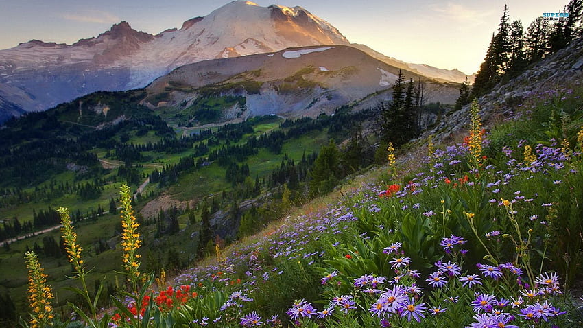 Rocky Mountains NP, Colorado, paesaggio, alberi, cielo, fiori, rocce, Stati Uniti d'America Sfondo HD