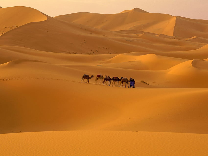 Sahara, dingin, kering, bermusuhan, panas Wallpaper HD