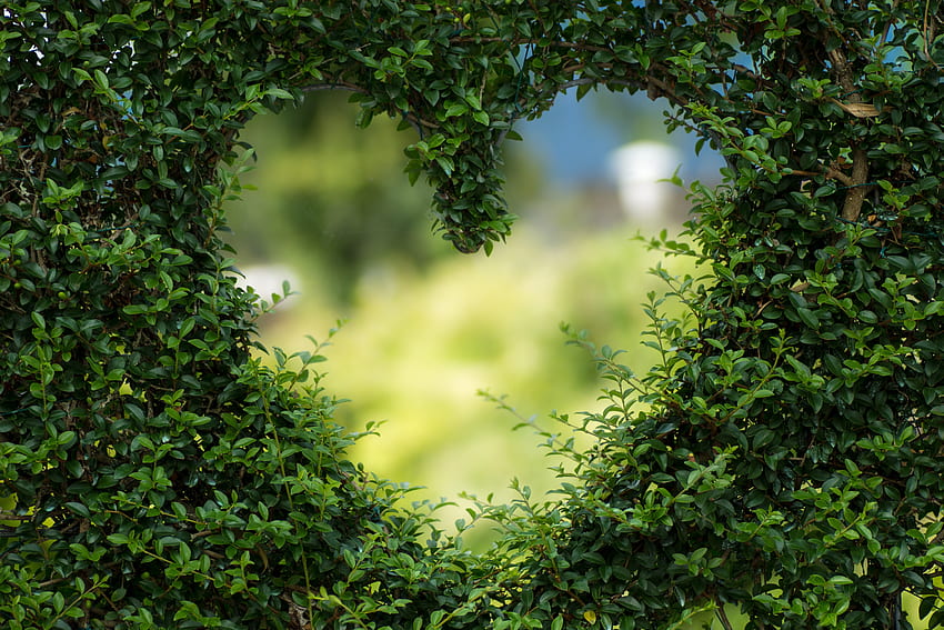 Heart, nature, love, green HD wallpaper