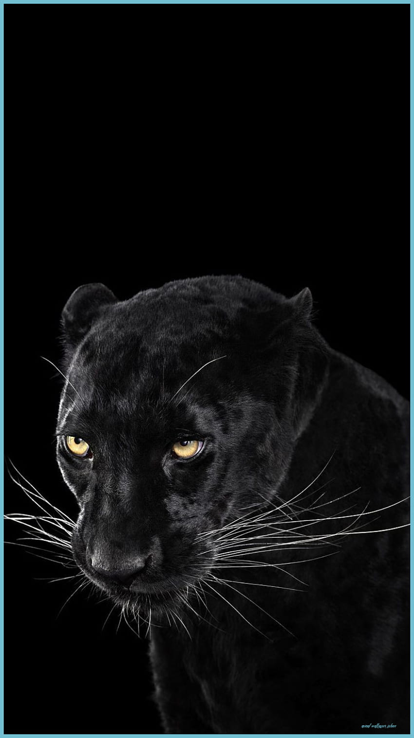 Black Panther Animal IPhone - Top Black Panther - Animal iPhone HD phone  wallpaper | Pxfuel