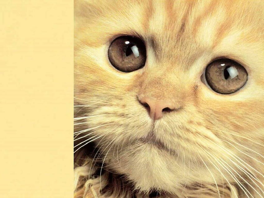 Cat, animal, kitten, beige HD wallpaper