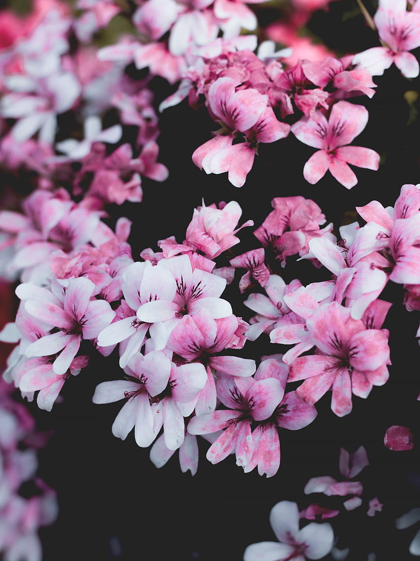 Pink Flowers, Geranium, Petals, Blossom for Apple iPad Mini, Apple IPad 3, 4 HD phone wallpaper