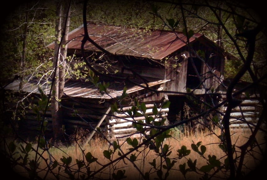 納屋、アラバマ州、古い納屋、秋、自然、木 高画質の壁紙