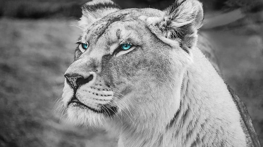 สิงโต, ตาสีฟ้า, มาเจสติก, พรีเดเตอร์, บิ๊ก, แมวตัวใหญ่ วอลล์เปเปอร์ HD