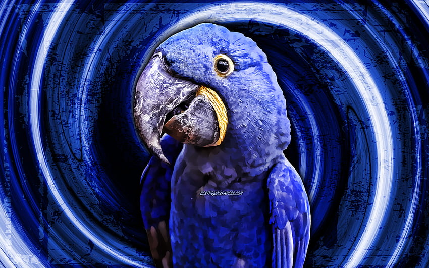 Hyacinth macaw, blue grunge background, blue parrot, Anodorhynchus hyacinthinus, vortex, parrots, macaw, Ara HD wallpaper
