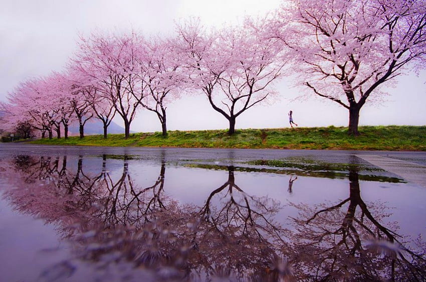 Spring Rain, pink, rain, spring, path HD wallpaper