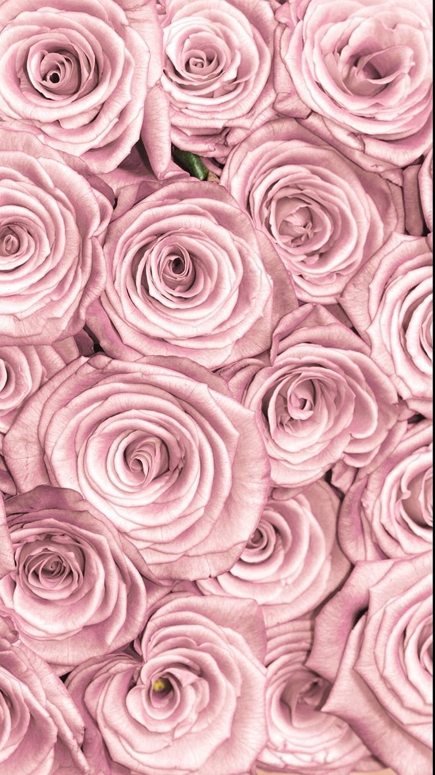Rose, staubige Rose HD-Handy-Hintergrundbild