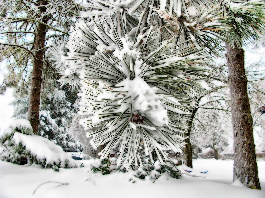 Pflanzen, Landschaft, Winter, Nadel, Kiefer, Schnee HD-Hintergrundbild