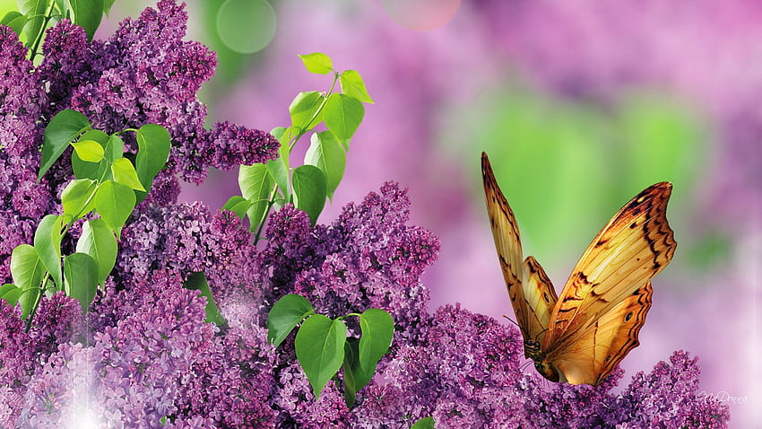 Di Taman Musim Semi, taman, lilac, lembut, musim semi, ungu, kupu-kupu, lavender, bunga, harum, parfum Wallpaper HD