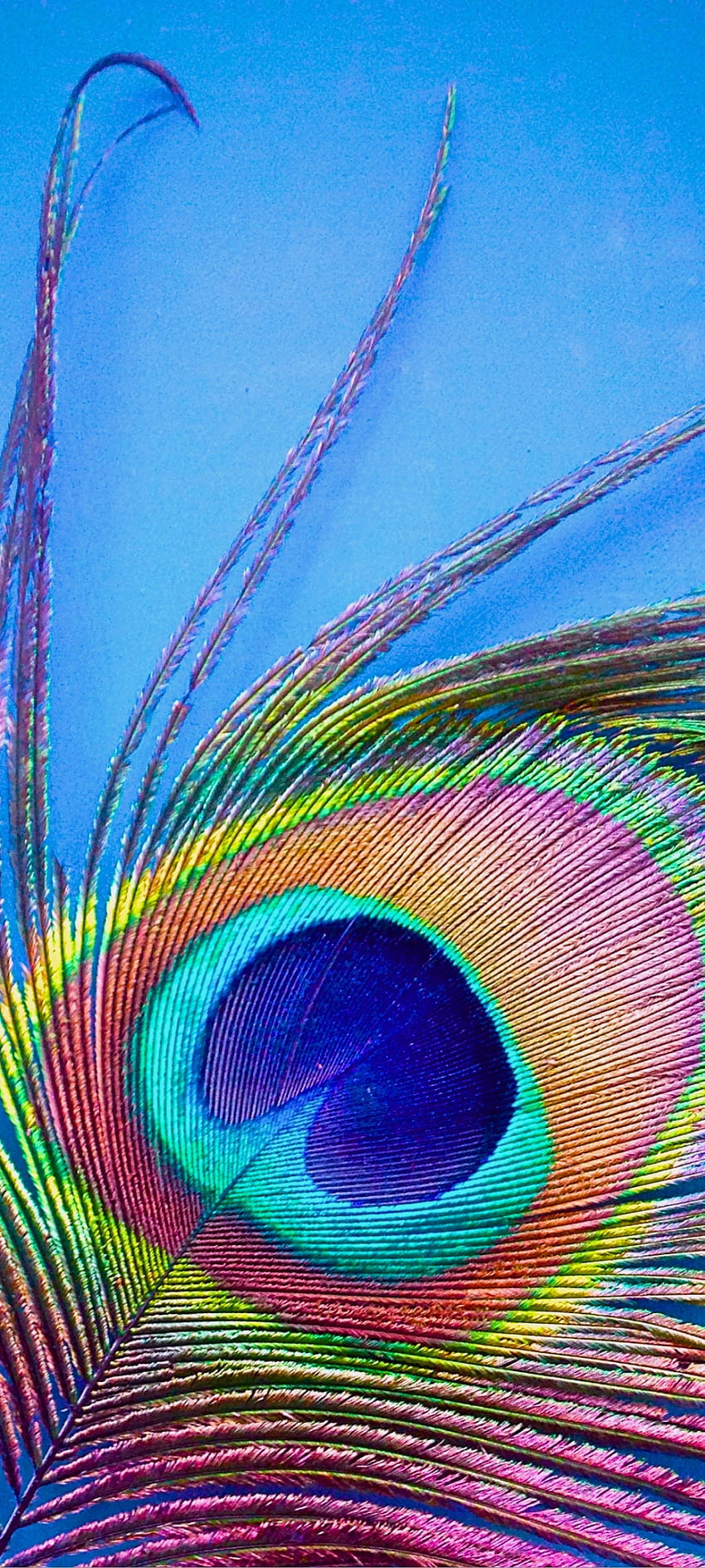 Fantasy Peacock Magic, aqua, beautiful, feather, colorful HD phone wallpaper