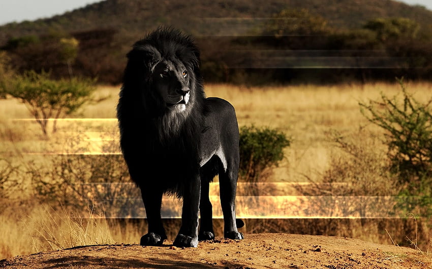 leão, leão negro, juba, rocha papel de parede HD