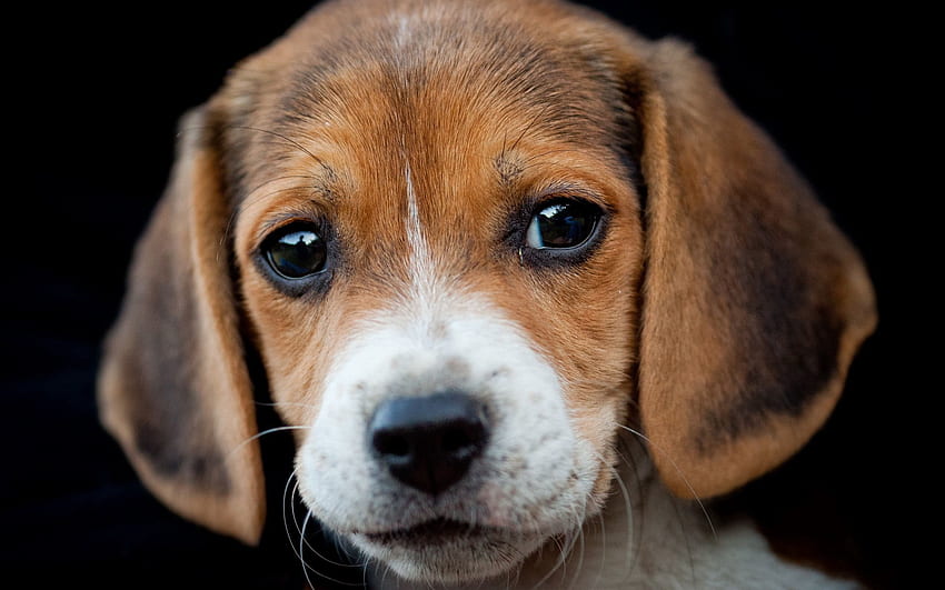 Animals, Dog, Muzzle, Sight, Opinion, Puppy, Beagle HD wallpaper