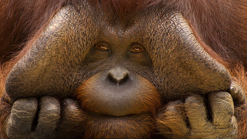 Orang Utan Baby, Baby Orangutan HD wallpaper