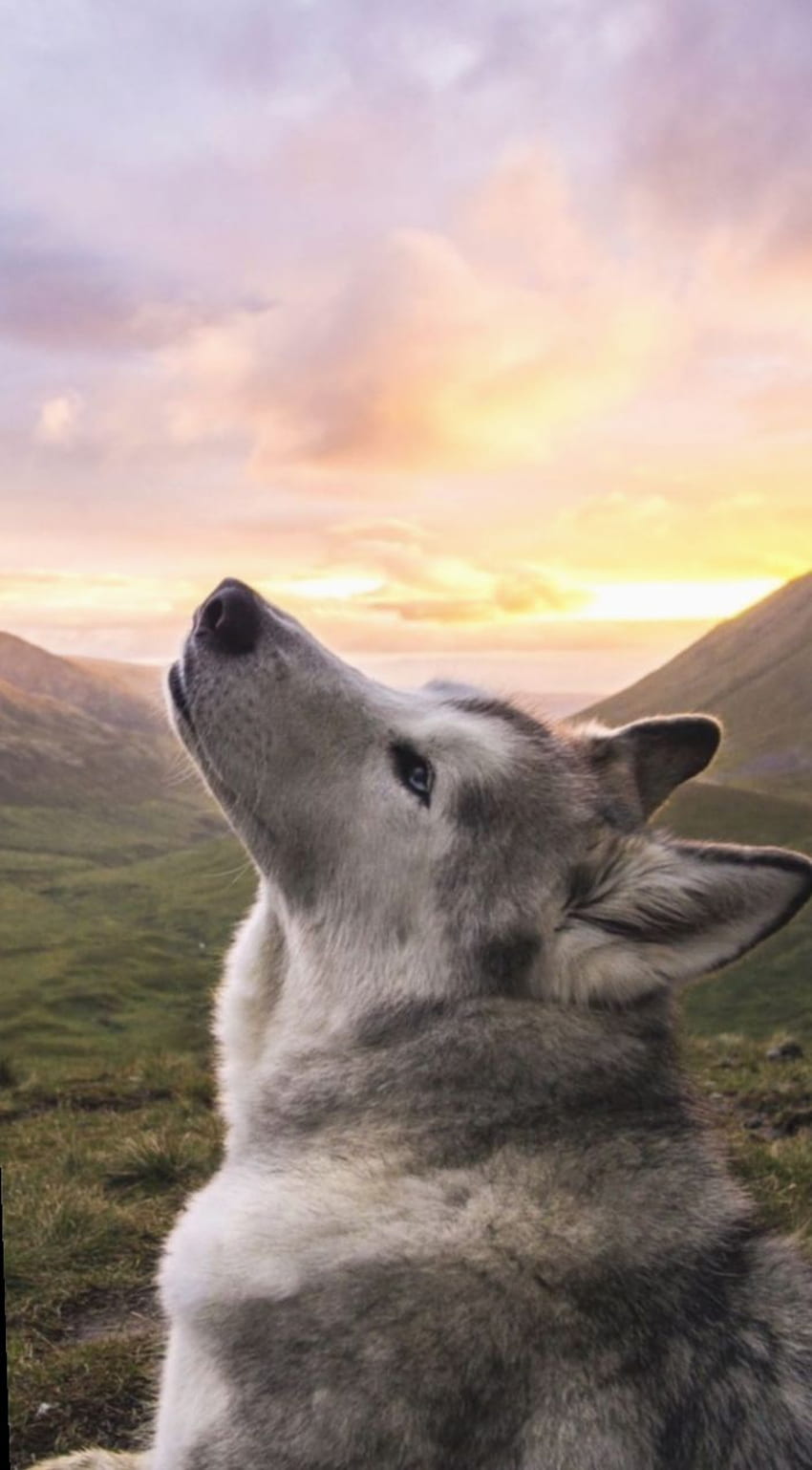 ܓ Śliczne szczenięta Siberian Husky Tapeta na telefon HD