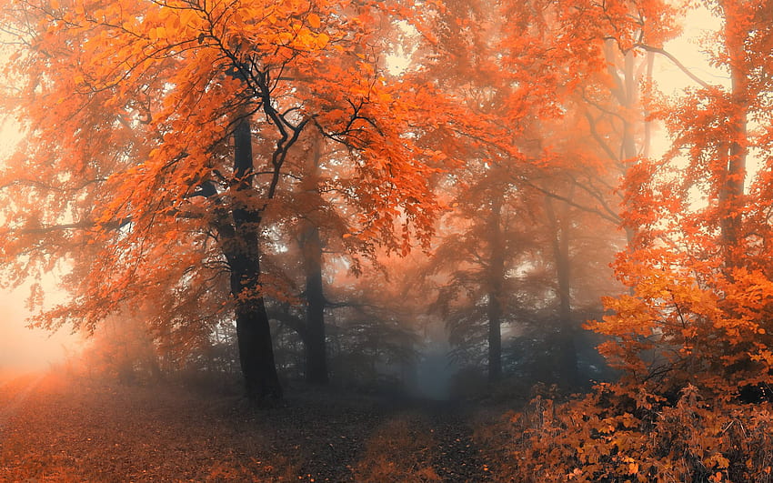 Forest . Background . . - Abyss, Panoramic Forest HD wallpaper