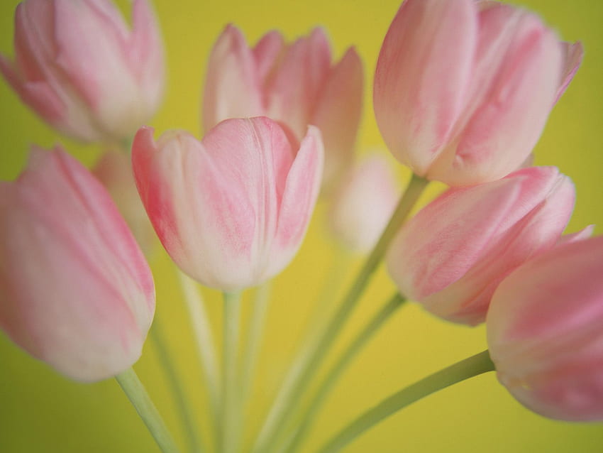 piękny bukiet, różowy, przyroda, tulipany, kilka Tapeta HD