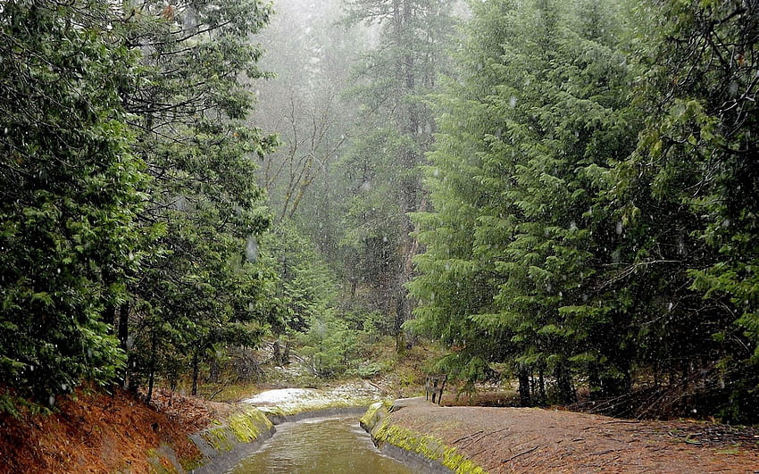 Natur, Flüsse, Regen, Wald, schlechtes Wetter HD-Hintergrundbild