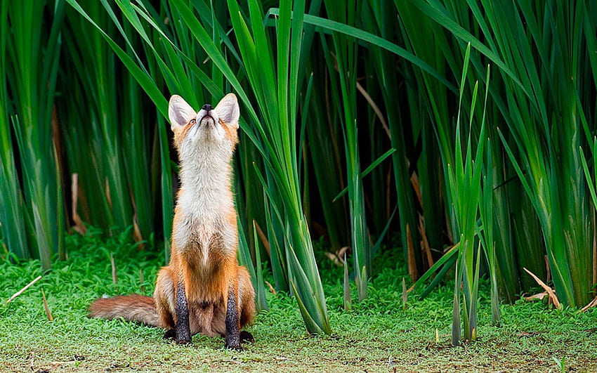 Animals, Grass, Fox, Muzzle, Hunting, Hunt, Attention HD wallpaper