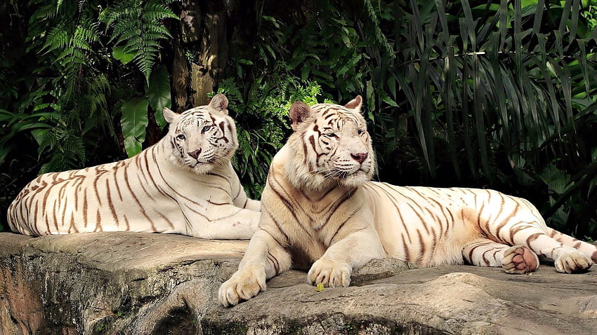 Animals, Trees, Tigers, Predators, To Lie Down, Lie, Albino HD wallpaper