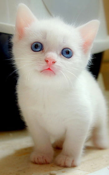 Big Blue Eyes White Kitten iPhone 6 Plus - White Cat HD phone wallpaper |  Pxfuel